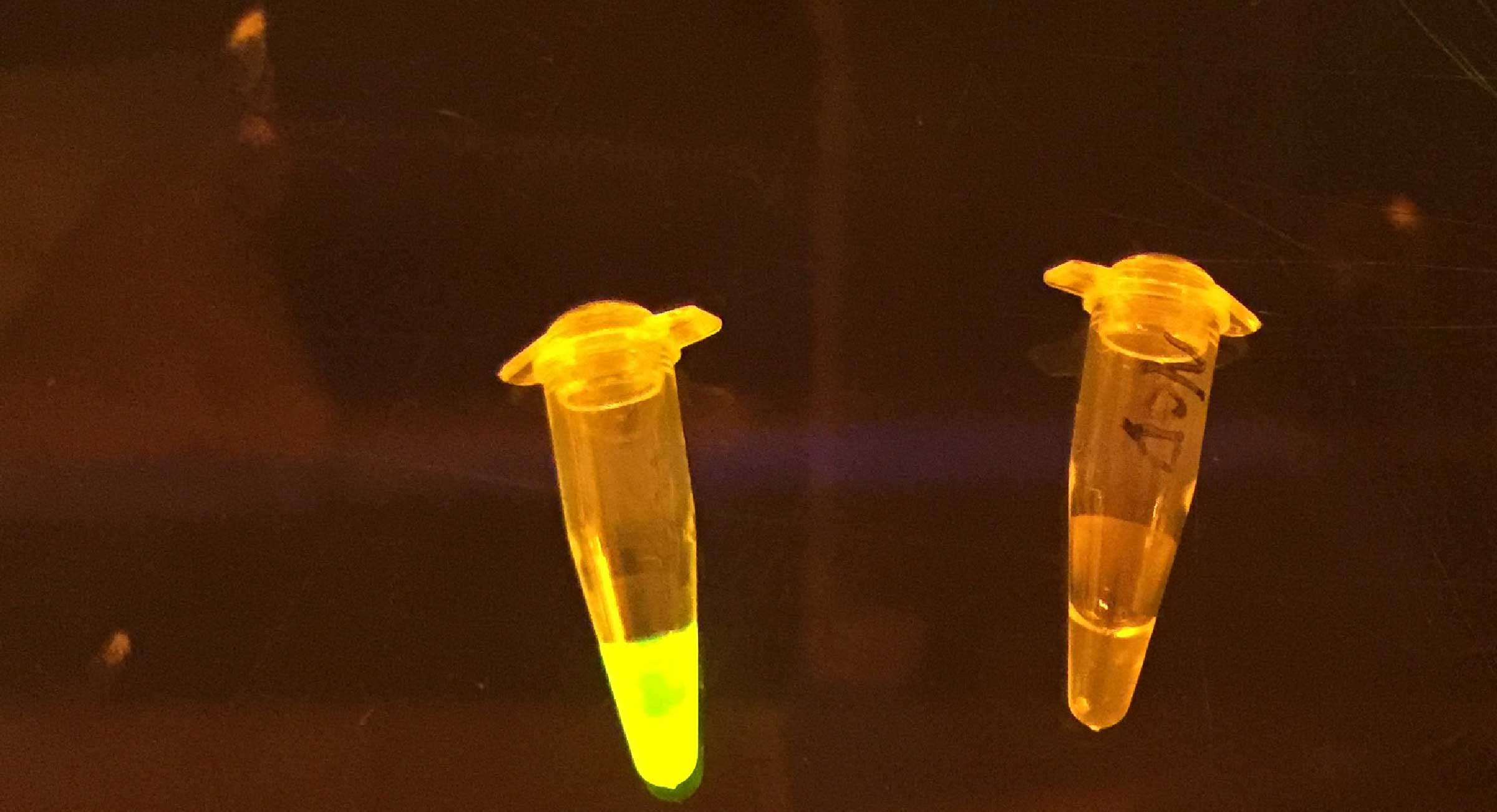 Williams Lab Slide 11